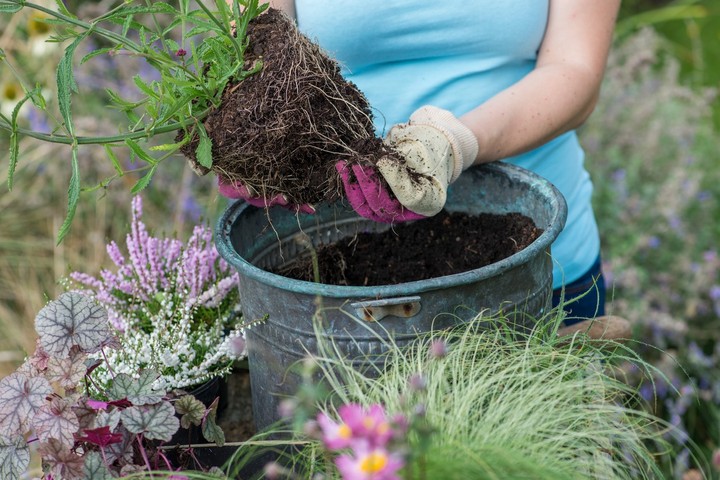 Nova zahrada - co sadit na jesen